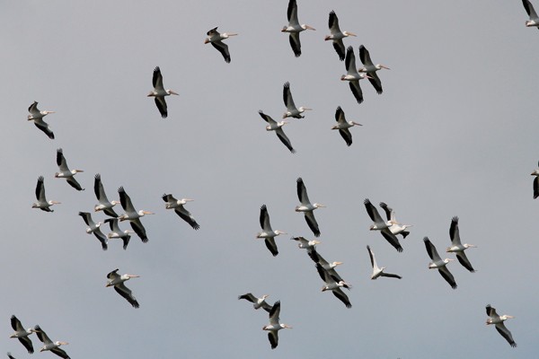 American White Pelican - ML72020181