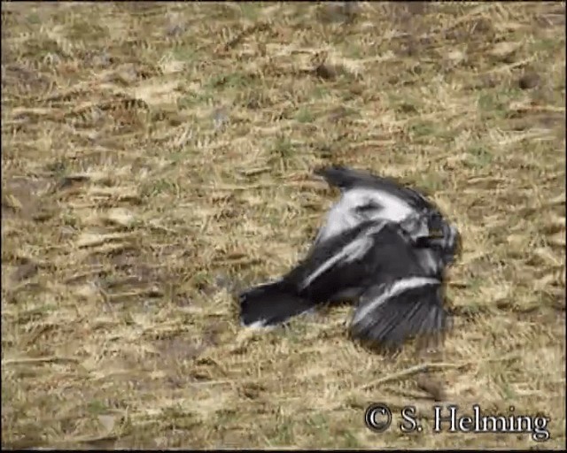 Western Black-headed Batis - ML720202