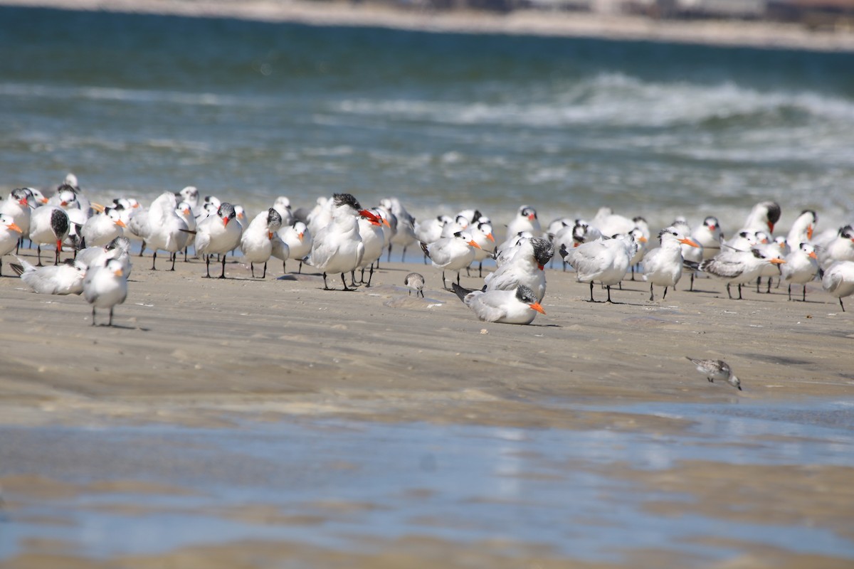 Морин хараалай - ML72020211