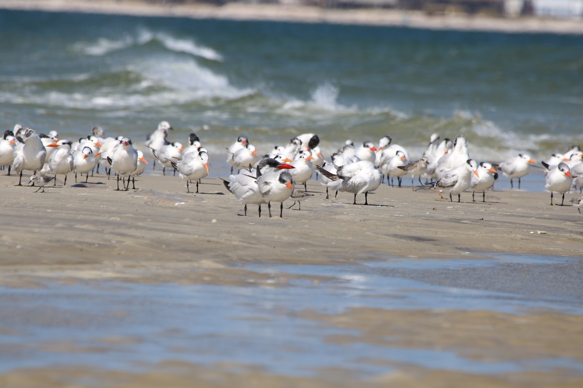 Морин хараалай - ML72020341