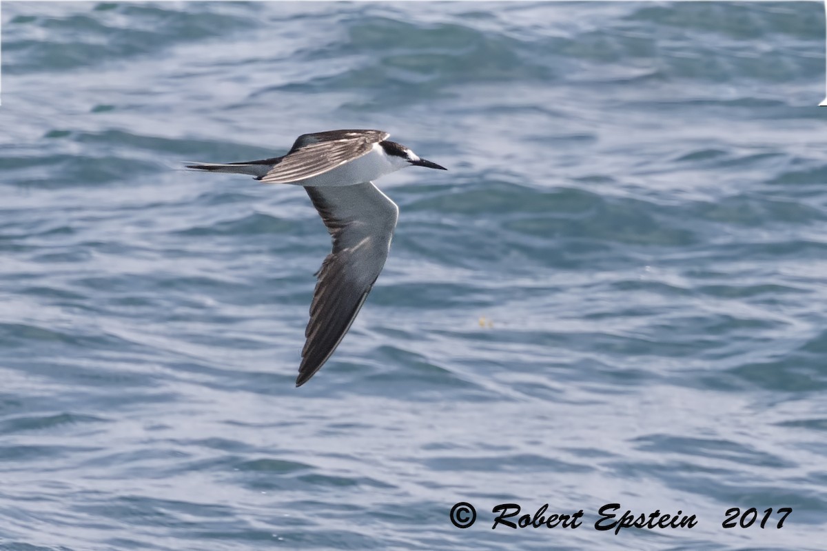 Sooty Tern - ML72020581