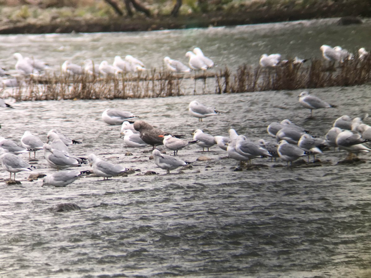 Caspian Tern - ML72020641