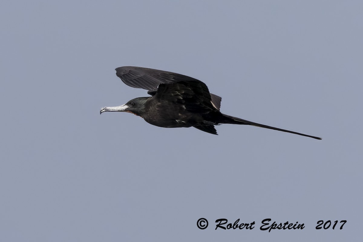 Magnificent Frigatebird - ML72020661