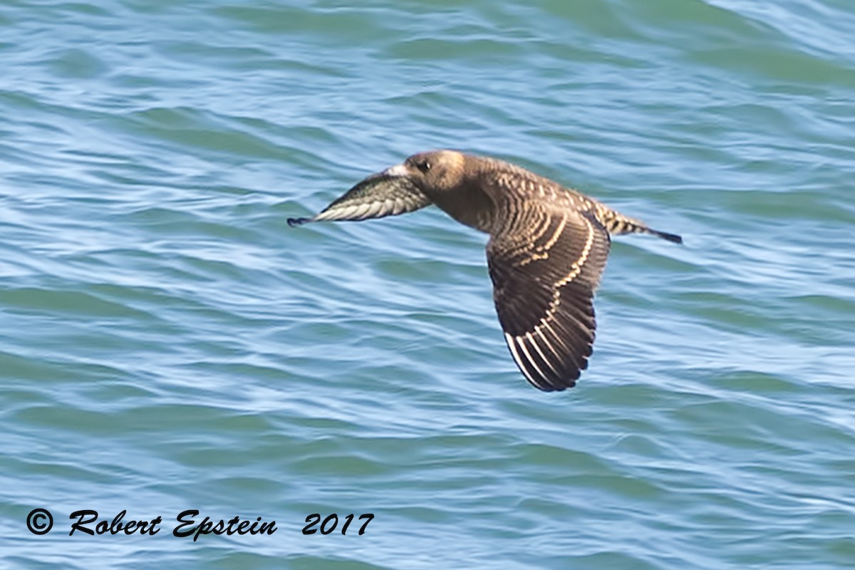 Parasitic Jaeger - ML72020981