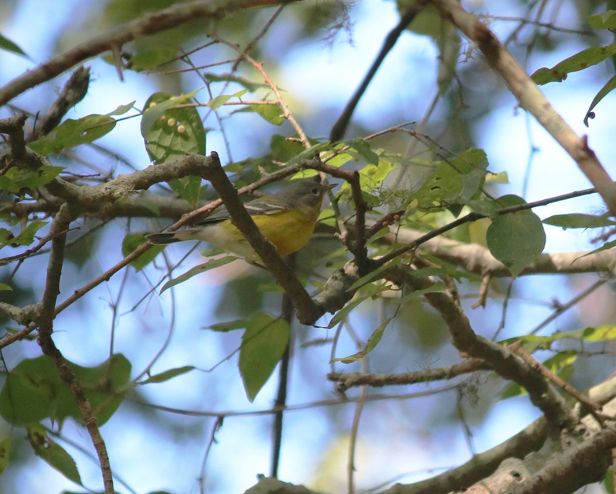 Magnolia Warbler - ML72021901