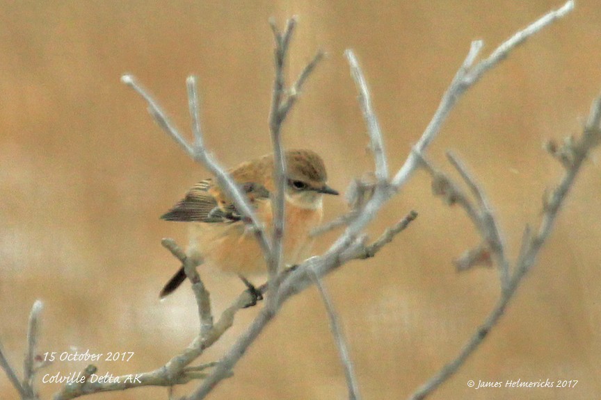 Amur Stonechat - ML72022061