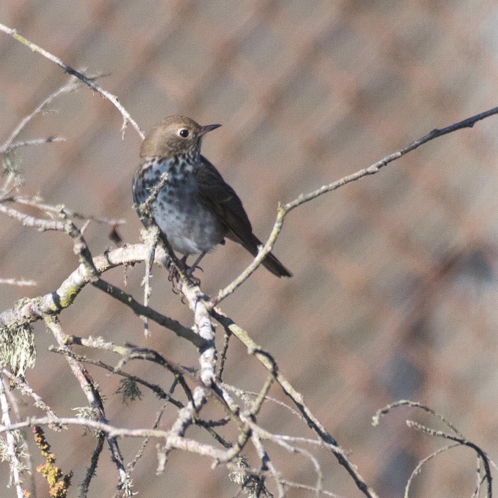 Hermit Thrush - Jeff Roisman