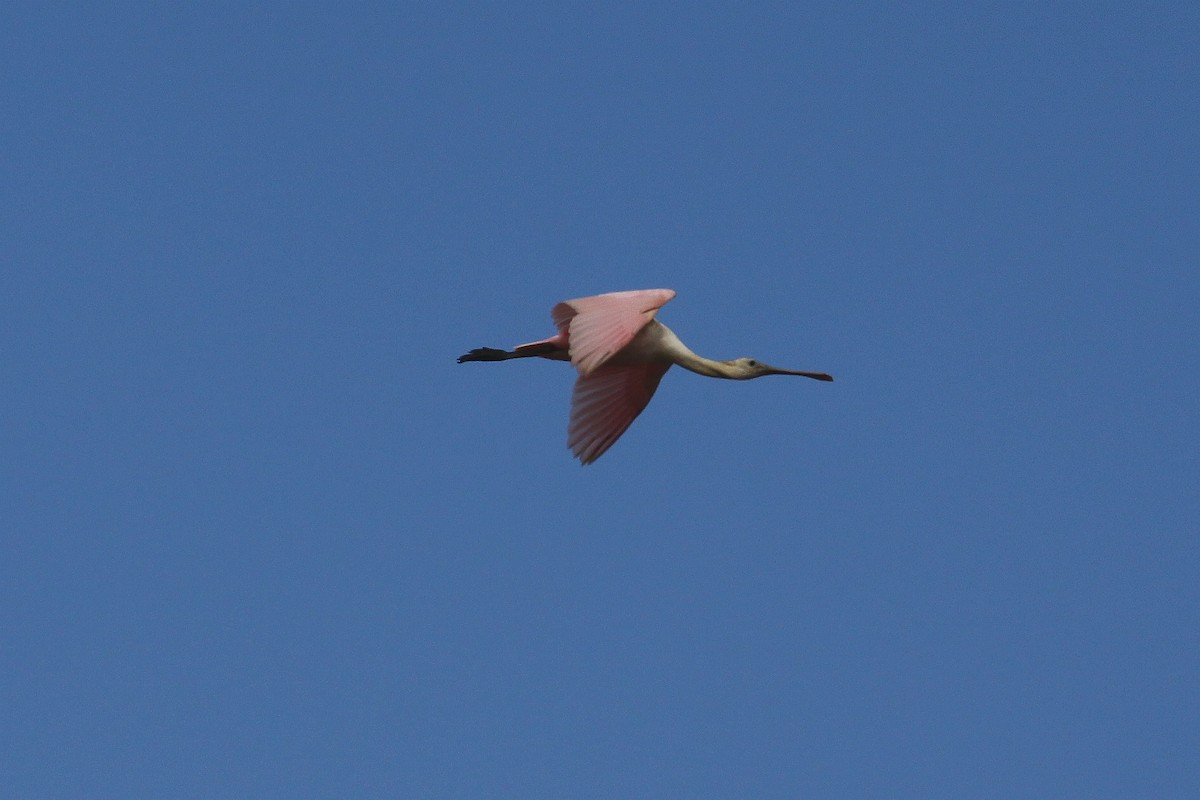 Roseate Spoonbill - Eric Soehren