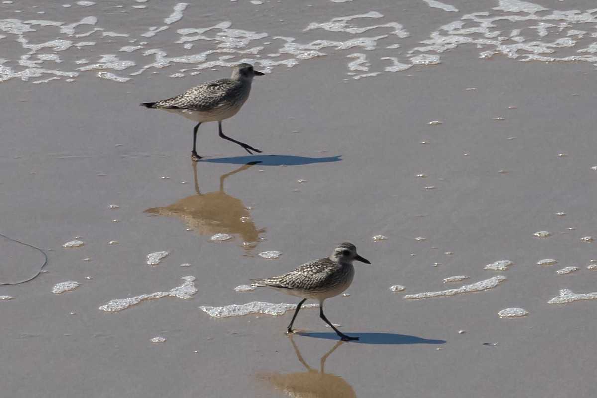 Black-bellied Plover - Carole Rose