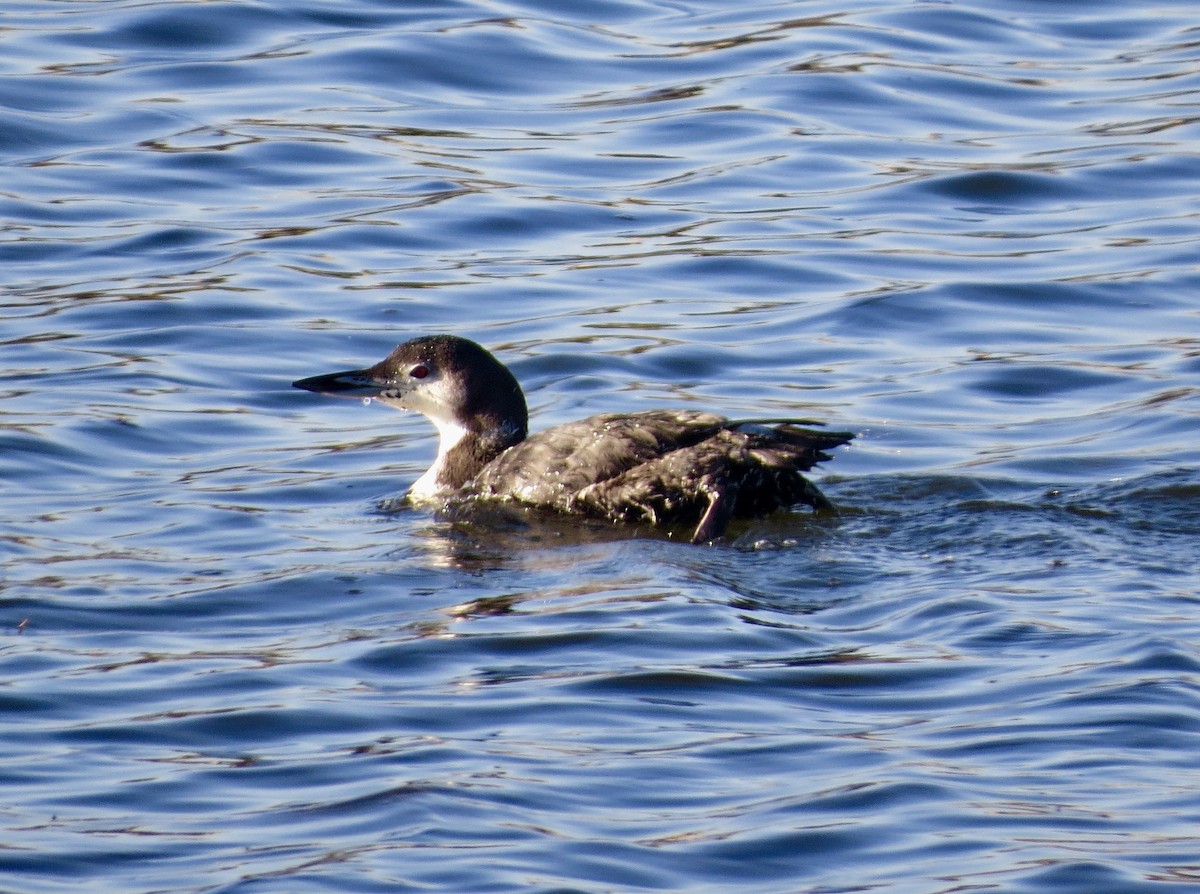 Common Loon - ML72022451