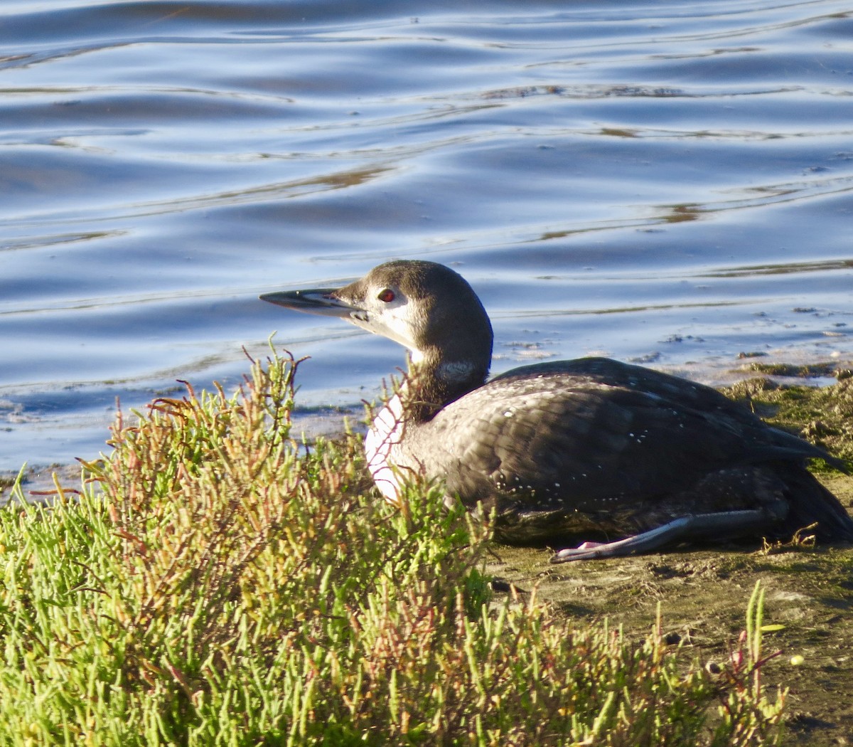 Plongeon huard - ML72022481