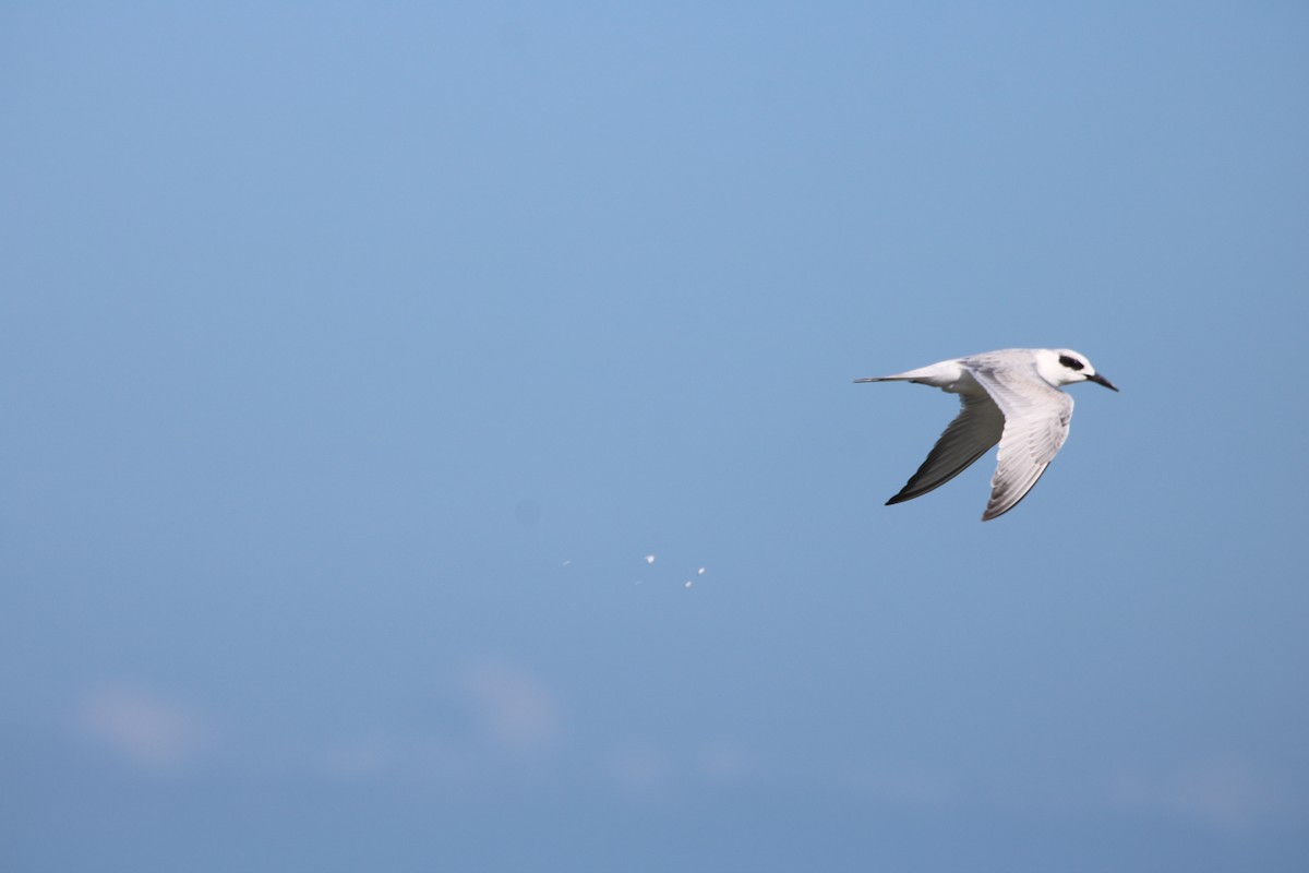 Forster's Tern - ML72022801