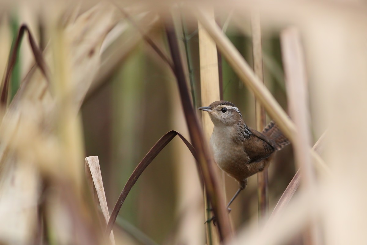 Marsh Wren - Jeff Ellerbusch