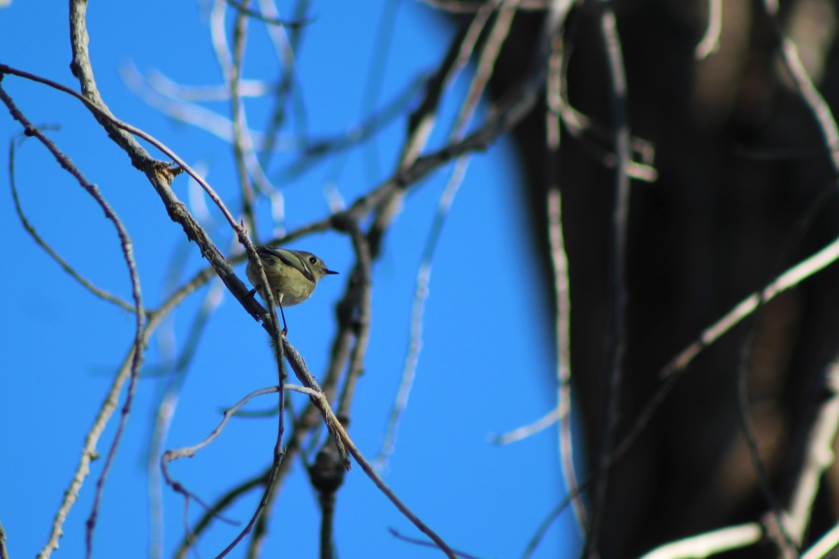 Ruby-crowned Kinglet - David Lerwill