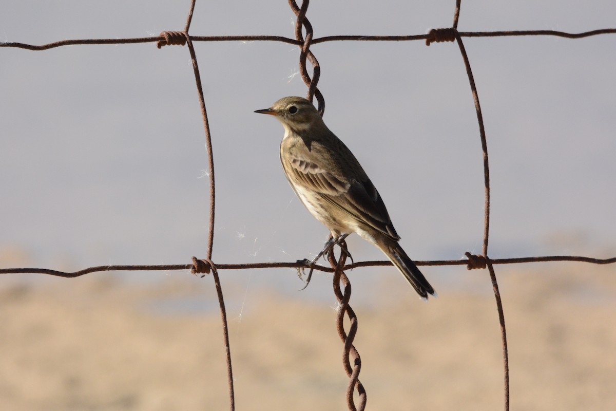 Pipit d'Amérique - ML72026411