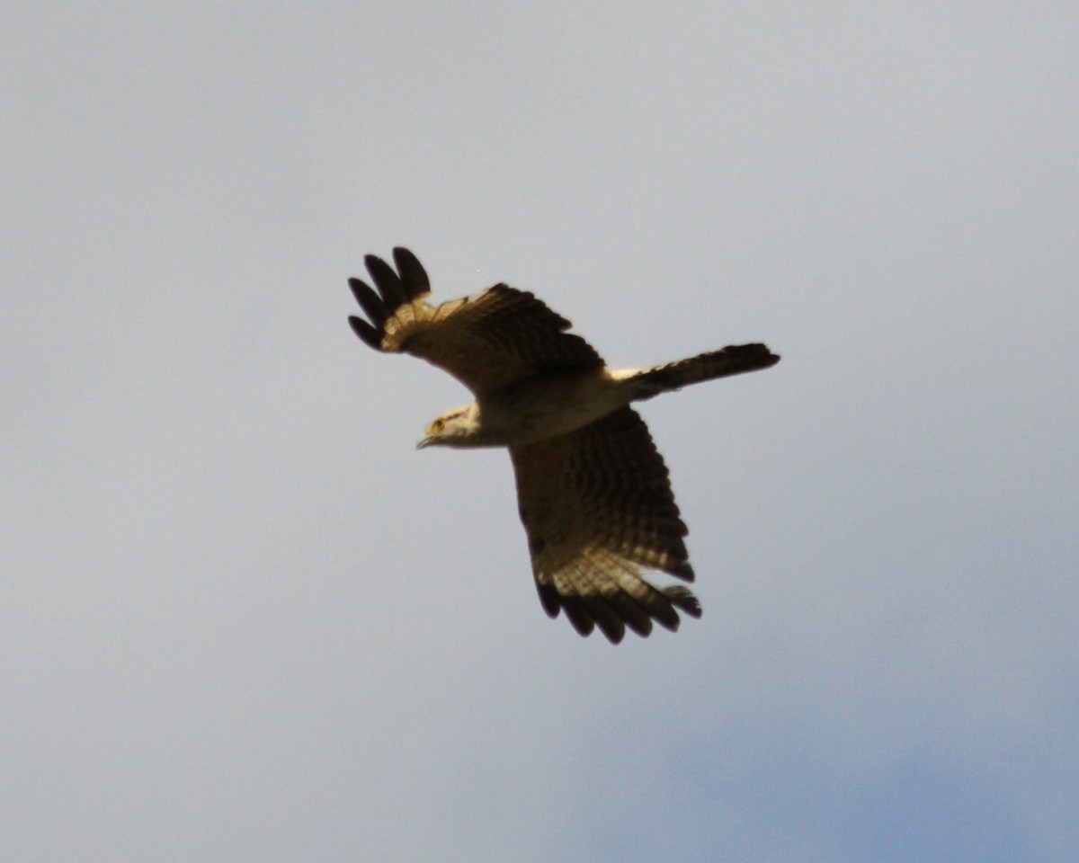 Yellow-headed Caracara - Janet Rathjen