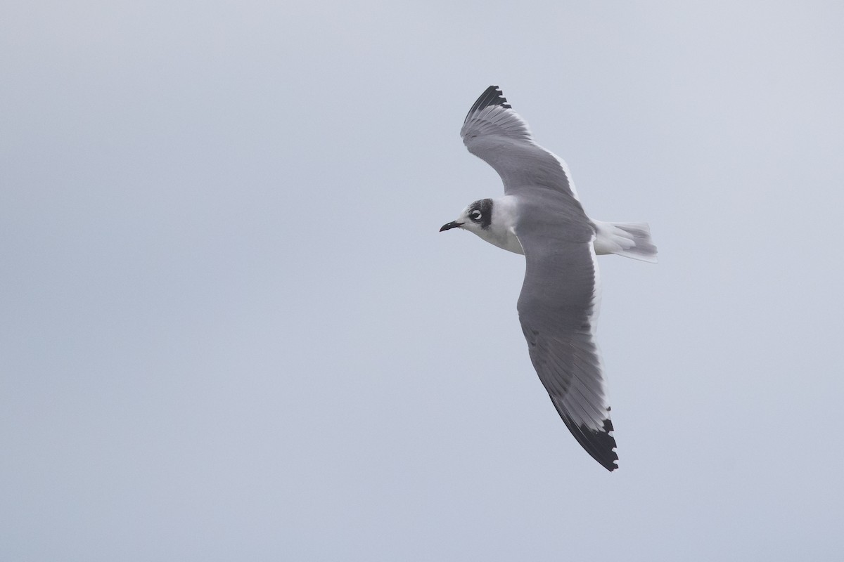 Franklin's Gull - Ryan Sanderson