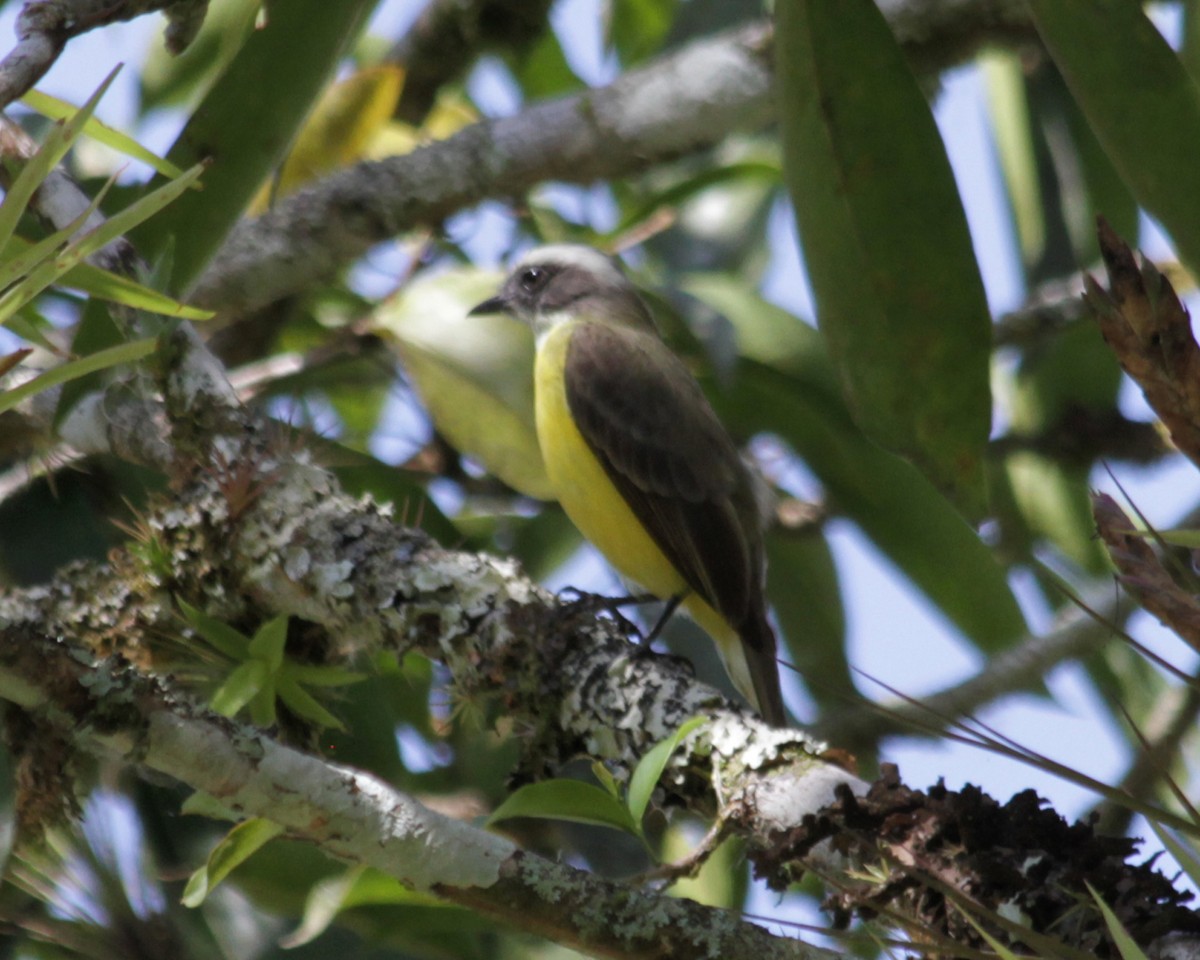 Social Flycatcher - ML72028201