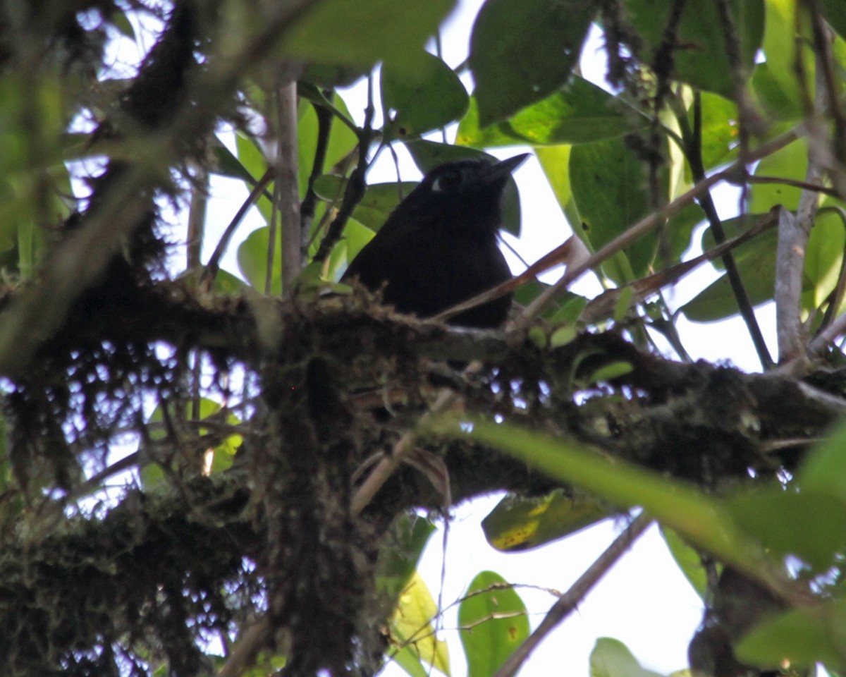 Panamáameisenvogel - ML72033411