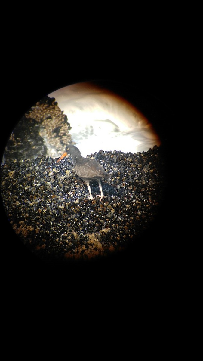 Black Oystercatcher - ML72033571