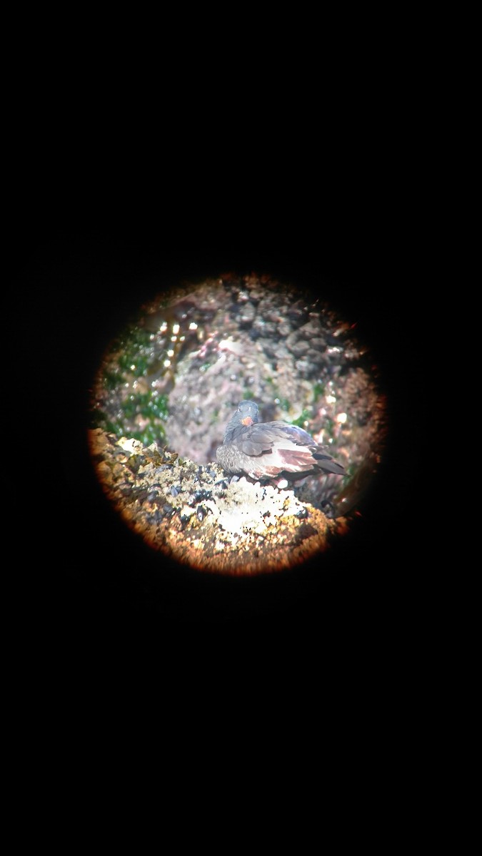 ústřičník západní - ML72033581