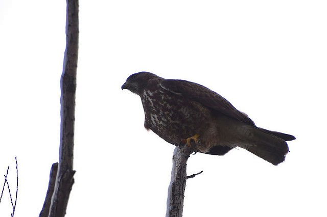 Red-tailed Hawk - ML72035321