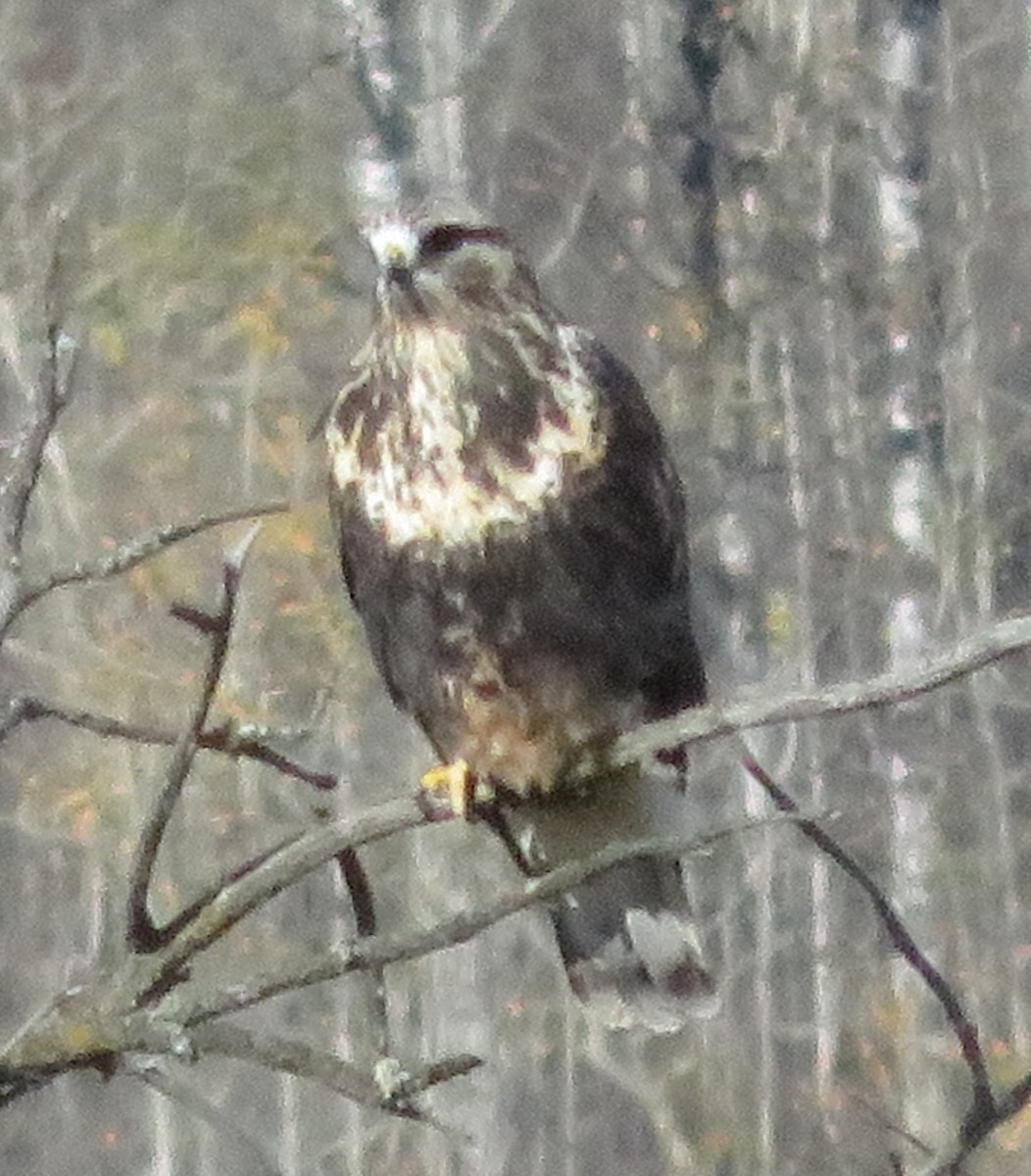 Rough-legged Hawk - ML72036481