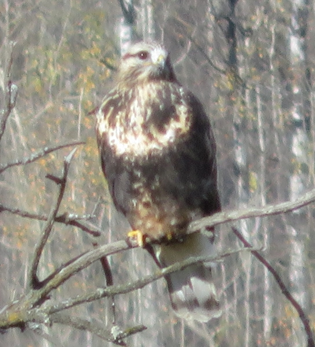 Rough-legged Hawk - ML72036491