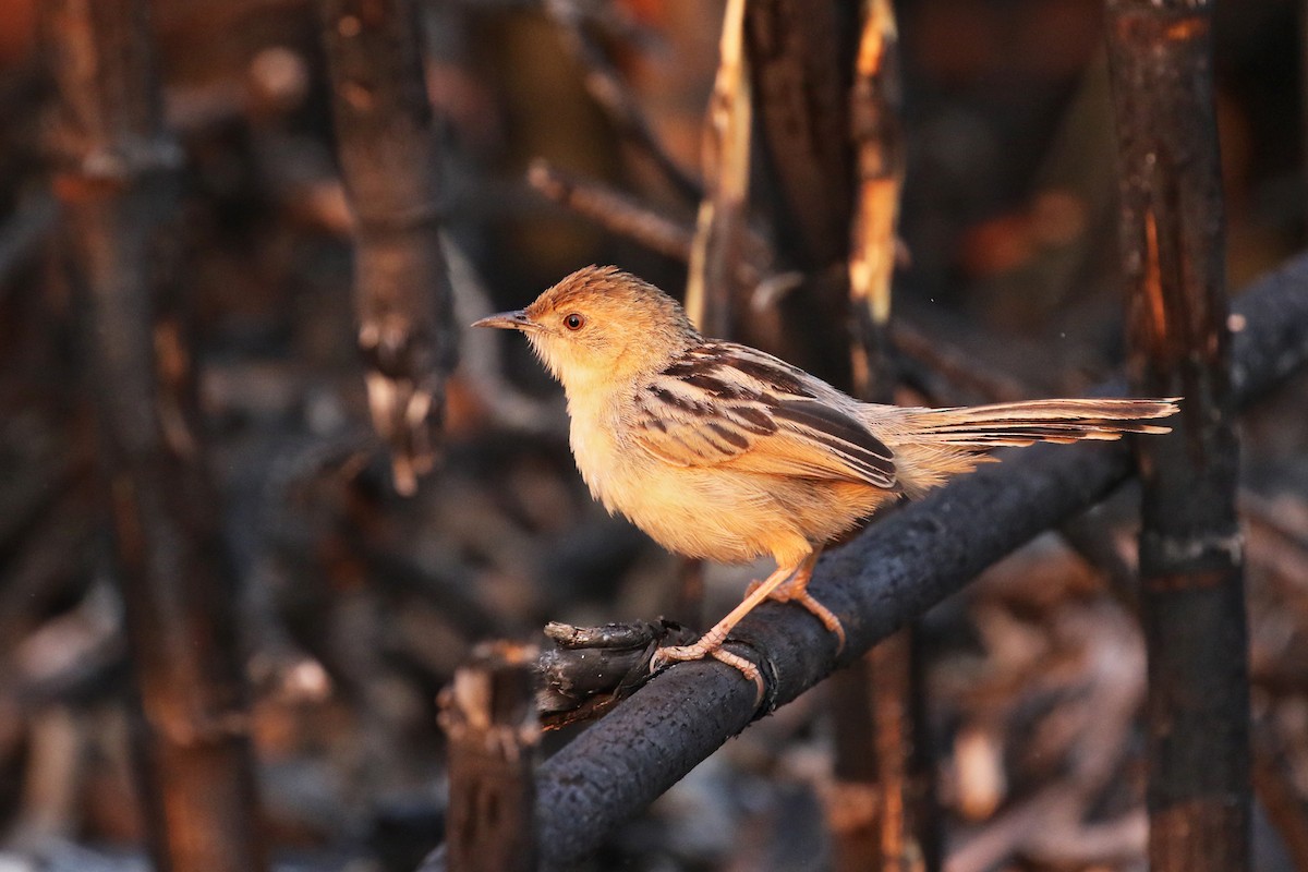 Chirping Cisticola - Charley Hesse • Naturally Adventurous Podcast