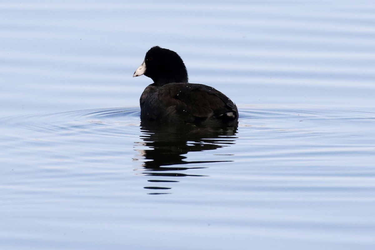 American Coot - Lindsay Story