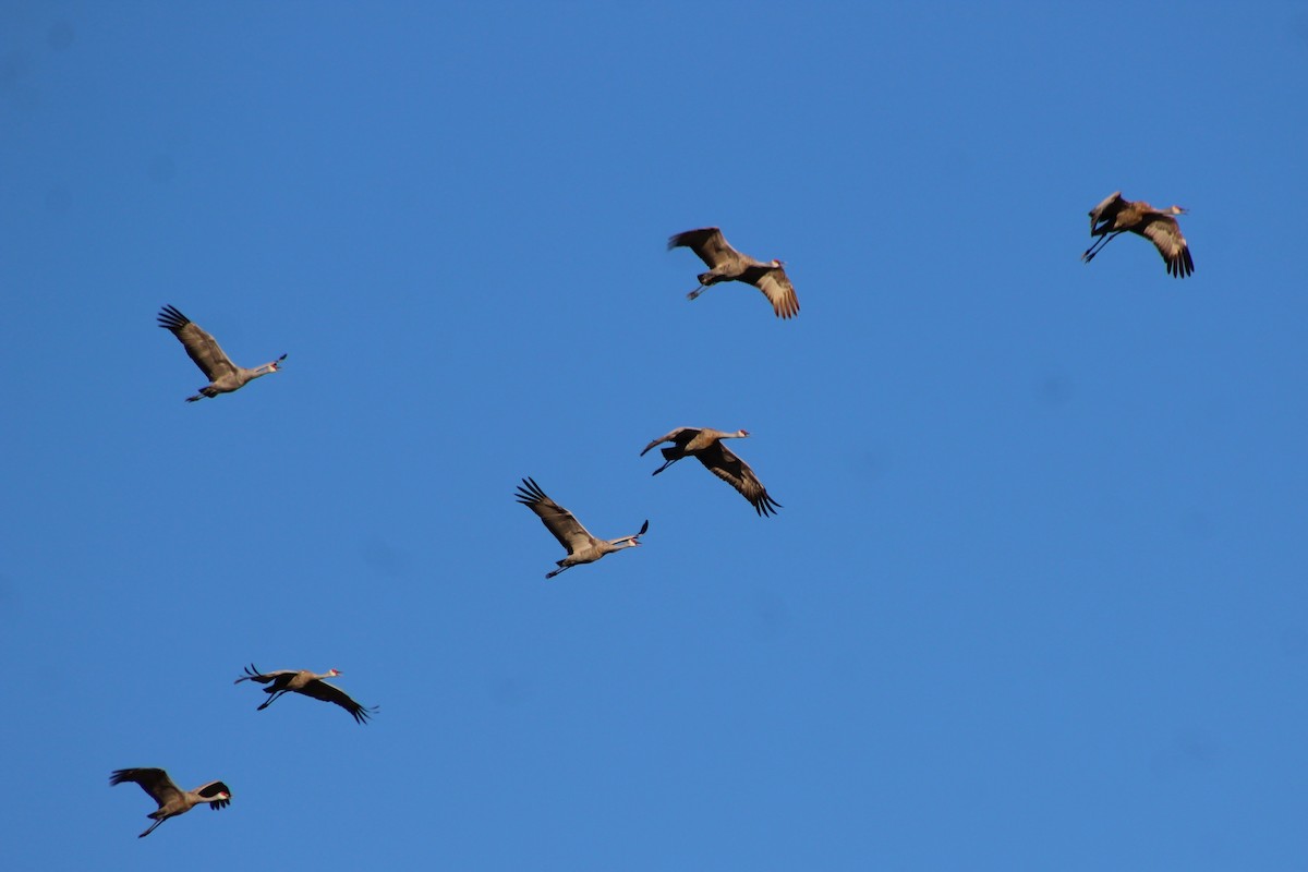 Sandhill Crane - David Lerwill