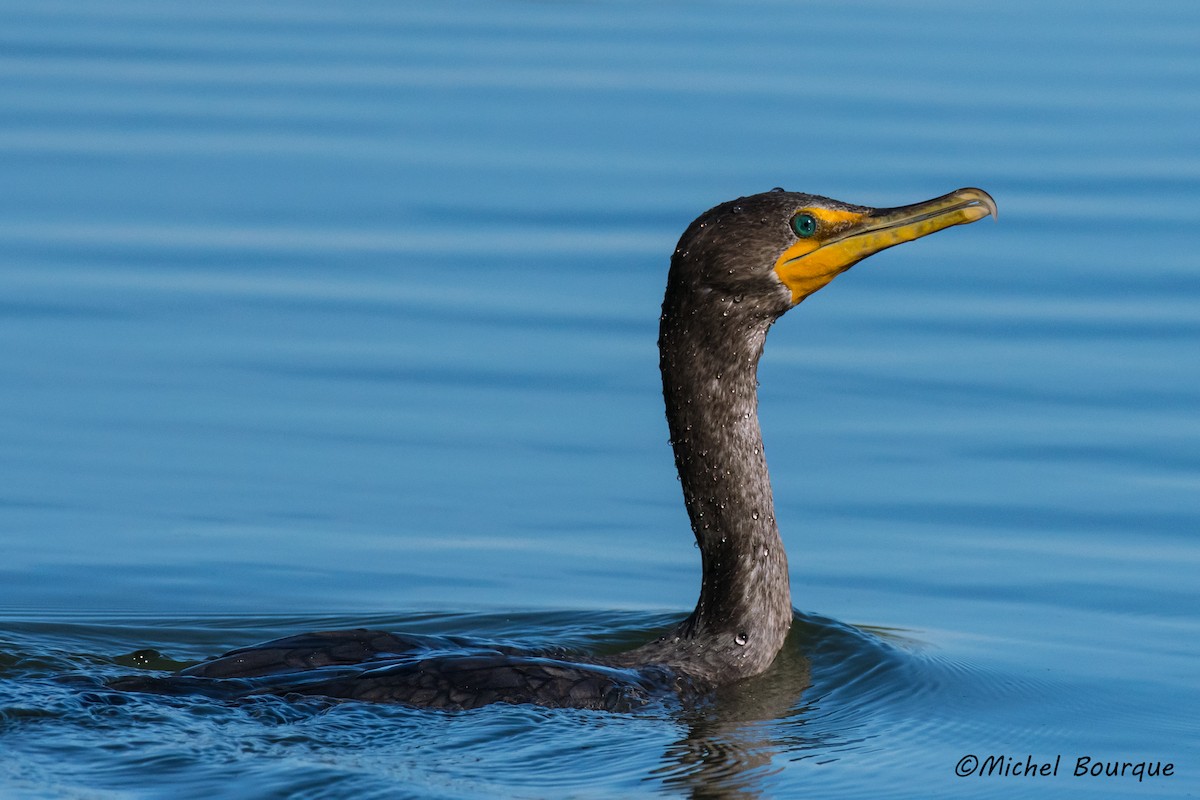 Double-crested Cormorant - Michel Bourque