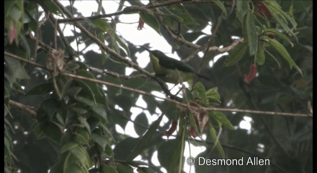 Glanzflügel-Nektarvogel (Luzonnektarvogel) - ML720404