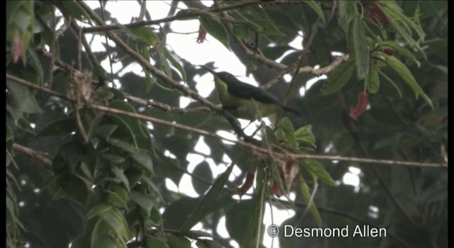 Metallic-winged Sunbird (Luzon) - ML720404