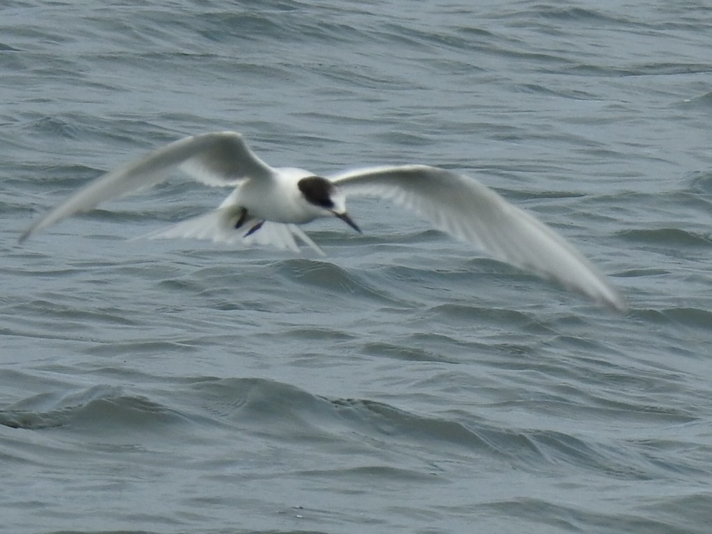 Arctic Tern - Yoryoro ZL