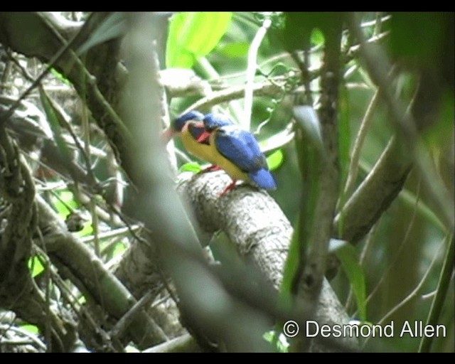 Dimorphic Dwarf-Kingfisher - ML720413