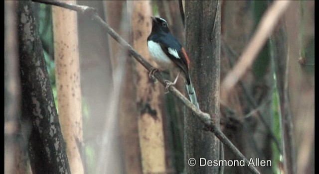 White-browed Shama - ML720415