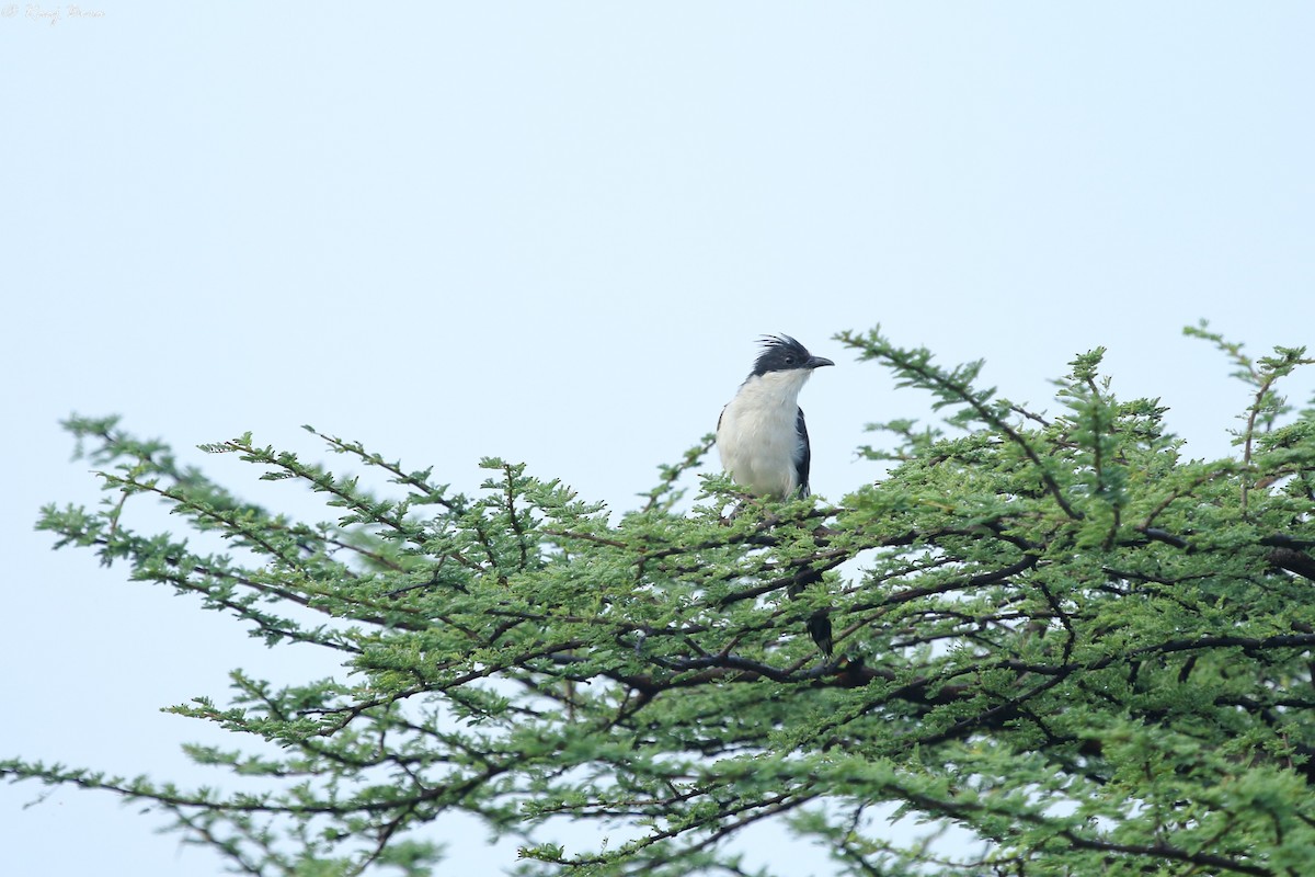 Pied Cuckoo - ML72042421