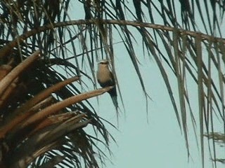 Blue-bellied Roller - ML720427