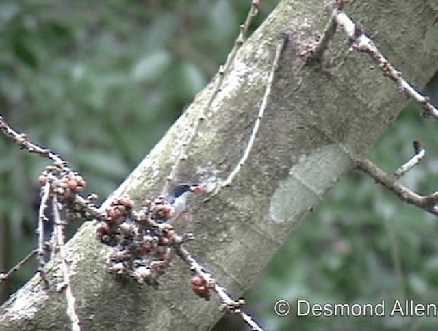Red-keeled Flowerpecker - ML720430