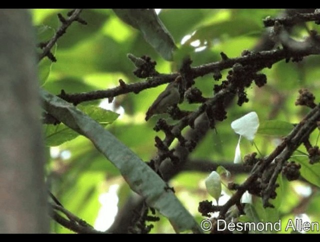 Buzzing Flowerpecker - ML720431