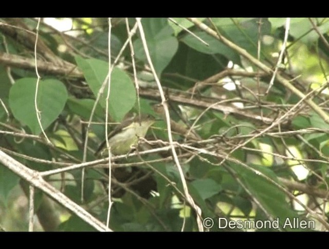 Buzzing Flowerpecker - ML720432