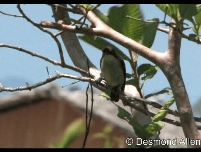 Buzzing Flowerpecker - ML720433