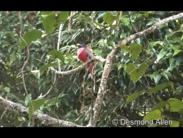 Philippine Trogon - ML720474