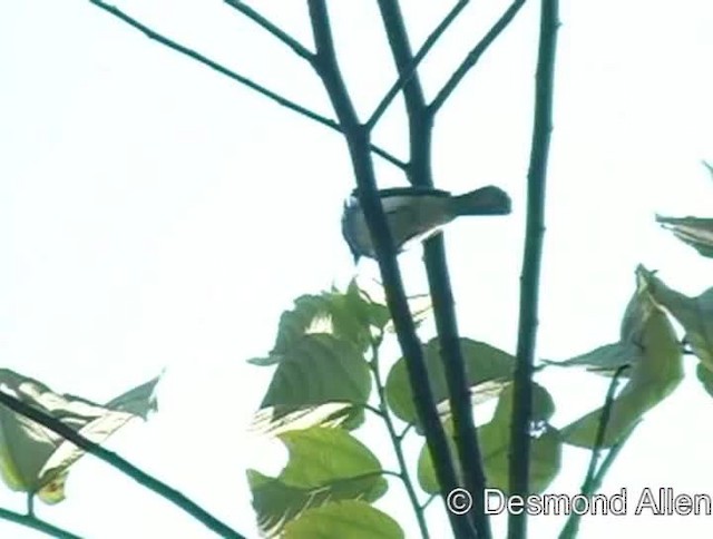 Short-crested Monarch - ML720475