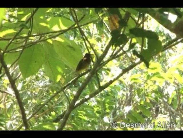 Camiguin Bulbul - ML720477