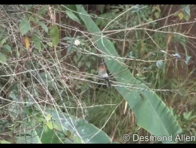 Bulbul des Philippines - ML720479