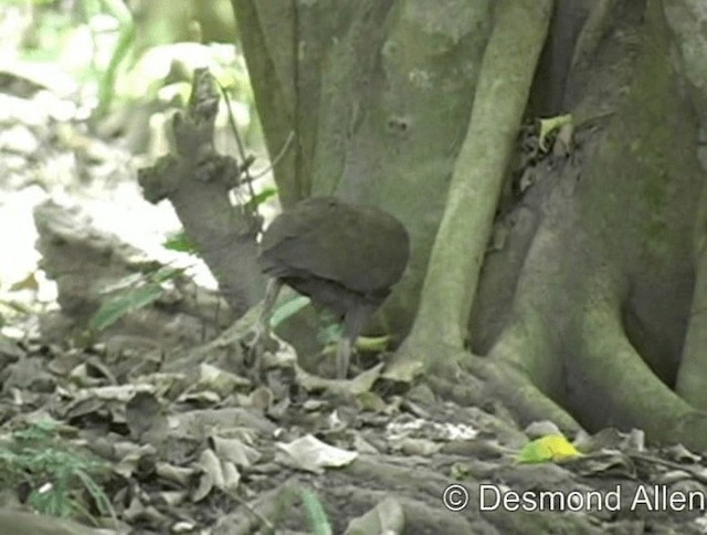 Philippinen-Großfußhuhn - ML720480