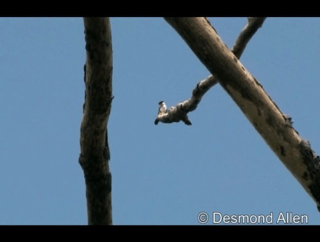 Philippine Falconet - ML720481