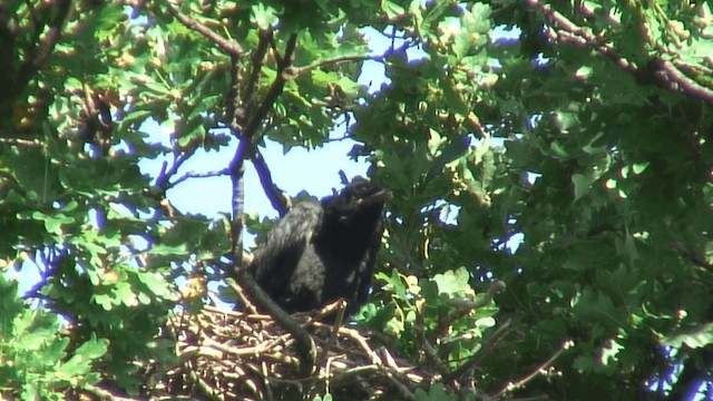 Cornacchia nera/grigia - ML720488